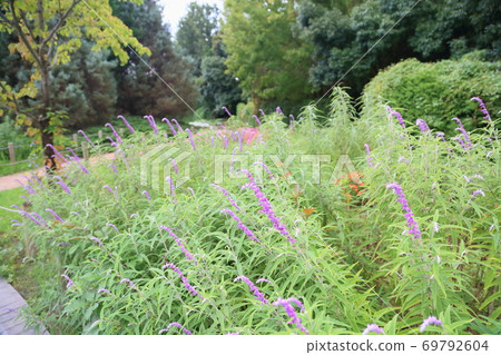 Early autumn park salvia leucans flowers Early autumn park salvia leucans flowers 69792604