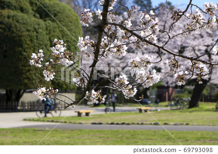 櫻花盛開的小金井公園在花園前的櫻花 櫻花盛開的小金井公園在花園前的櫻花 69793098