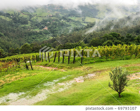 Vineyards in the mountain during cloudy raining season 69793107