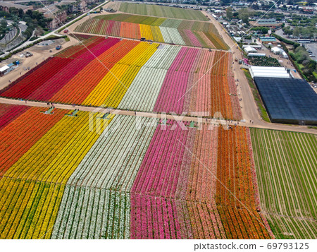 Aerial view of flower fields. Aerial view of flower fields. 69793125