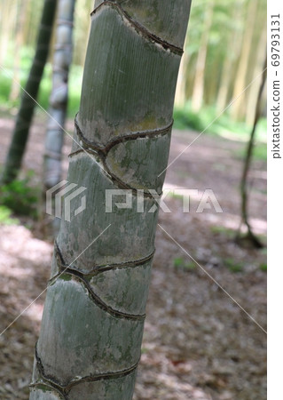 Bamboo forest in Wakayama Farm Bamboo forest in Wakayama Farm 69793131