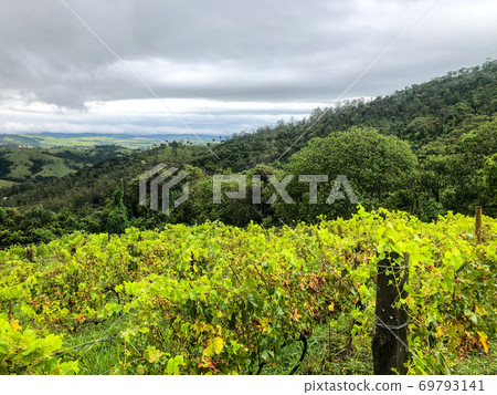 Vineyards in the mountain during cloudy raining season 69793141