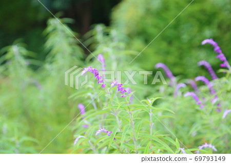 Early autumn park salvia leucans flowers 69793149
