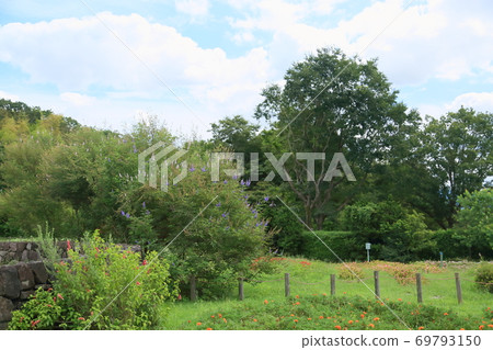 Early autumn park Chaste tree flower Early autumn park Chaste tree flower 69793150