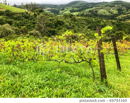 Vineyards in the mountain during cloudy raining season 69793160