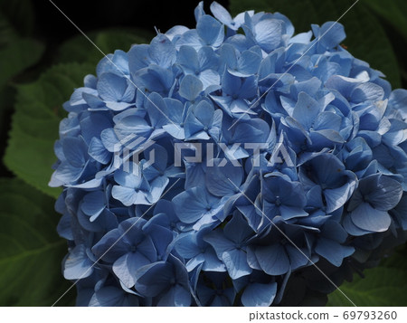 hydrangea   69793260