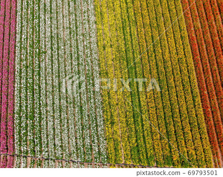 Aerial view of flower fields. 69793501