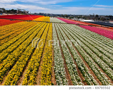 Aerial view of flower fields. 69793502