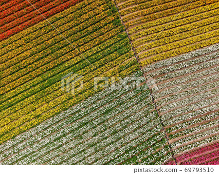 Aerial view of flower fields. Aerial view of flower fields. 69793510