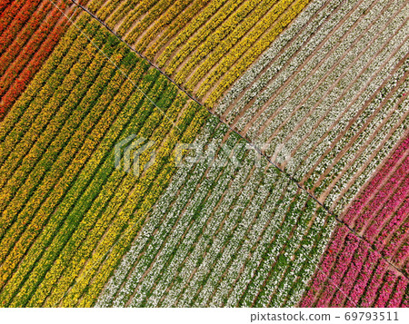 Aerial view of flower fields. Aerial view of flower fields. 69793511