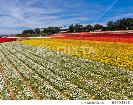 Aerial view of flower fields. Aerial view of flower fields. 69793558