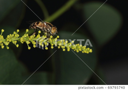 Creatures Insect Kigoshihanaab, chest is vertical muscle, belly is horizontal band, eyes are salt and pepper. It ’s a busy hoverfly. 69793740