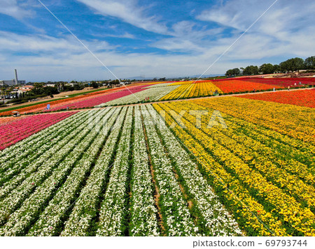 Aerial view of flower fields. 69793744