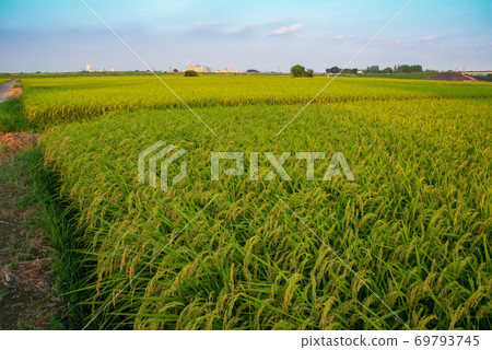 Fruitful autumn rice ears harvest time 69793745
