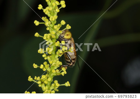Creatures, insects, Kigoshihanaab, July. With flowers of Chinese tallow. The compound eye is separated by the female 69793823