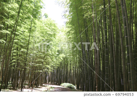 Bamboo forest of Wakayama Farm 69794053