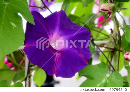Summer flowers: September Photo: Asagao: Morning glory: Garden flowerbed Summer flowers: September Photo: Asagao: Morning glory: Garden flowerbed 69794240