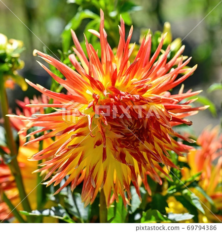 Dahlia flowers with thin petals with beautiful orange gradation 69794386