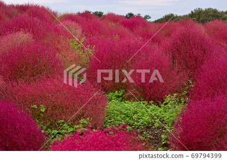 Hitachi Seaside Park in Autumn in Kokia 69794399