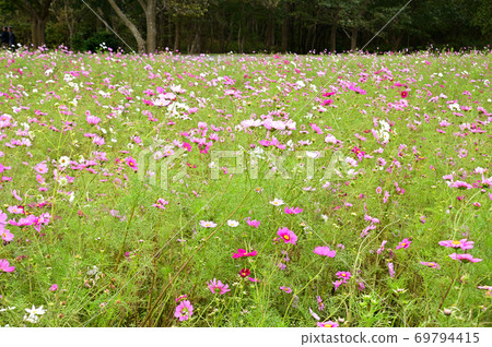 Hitachi Seaside Park in Autumn in Kokia 69794415