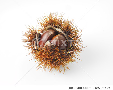 栗殼白色背景上 69794596