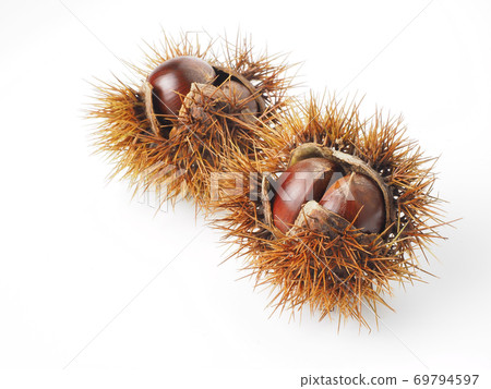 栗殼白色背景上 69794597