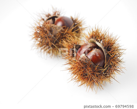 栗殼白色背景上 栗殼白色背景上 69794598