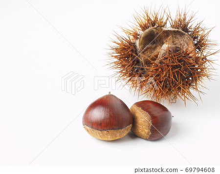 栗殼白色背景上 69794608