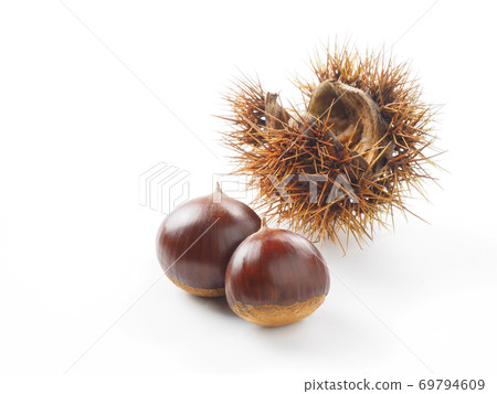 栗殼白色背景上 69794609