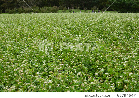 日立海濱公園的蕎麥場 日立海濱公園的蕎麥場 69794647