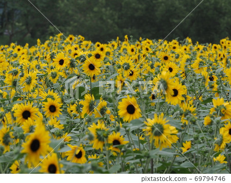 sunflower	 sunflower	 69794746