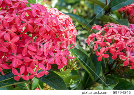 Beautiful red pink tropical flower Beautiful red pink tropical flower 69794846