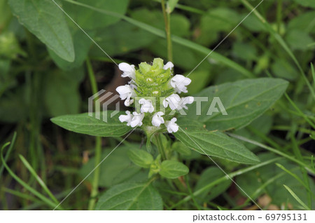 Inutobana（北海道知床） 69795131