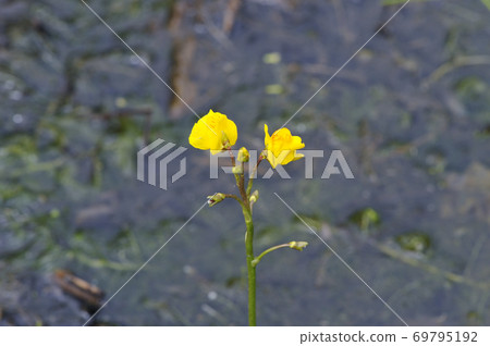 Utricularia (Kushiro Marsh, Hokkaido) 69795192