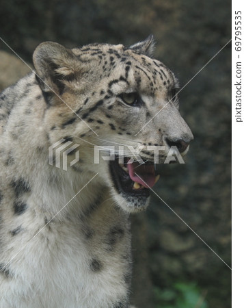 Snow leopard Snow leopard 69795535
