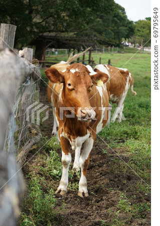 A cow A cow 69795649