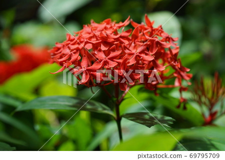 9月立山89桑坦卡（Santanka），茜根家族，阿羅哈花園立山（Nanbo Paradise） 69795709
