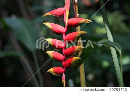 September Tateyama 78 Heliconia, Musaceae, Aloha Garden Tateyama (Nanbo Paradise) September Tateyama 78 Heliconia, Musaceae, Aloha Garden Tateyama (Nanbo Paradise) 69795720