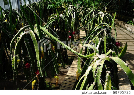 September Tateyama 73 Dragon Fruit, Cactaceae, Aloha Garden Tateyama (Nanbo Paradise) September Tateyama 73 Dragon Fruit, Cactaceae, Aloha Garden Tateyama (Nanbo Paradise) 69795725
