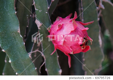 September Tateyama 74 Dragon Fruit, Cactaceae, Aloha Garden Tateyama (Nanbo Paradise) September Tateyama 74 Dragon Fruit, Cactaceae, Aloha Garden Tateyama (Nanbo Paradise) 69795726
