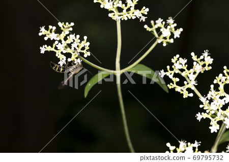 Swallowtail熊束 69795732