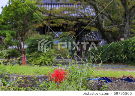 Tachibana Temple and cluster amaryllis in full bloom 69795800