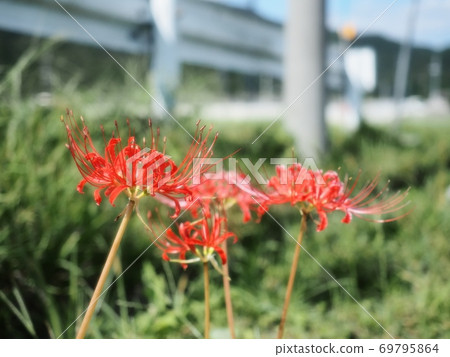 Cluster amaryllis flower Manju Saka Cluster amaryllis flower Manju Saka 69795864