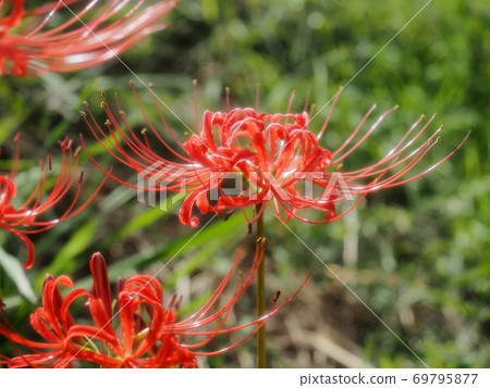 Cluster amaryllis flower Manju Saka Cluster amaryllis flower Manju Saka 69795877