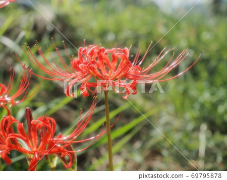 Cluster amaryllis flower Manju Saka Cluster amaryllis flower Manju Saka 69795878