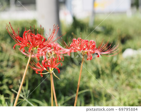 Cluster amaryllis flower Manju Saka Cluster amaryllis flower Manju Saka 69795884