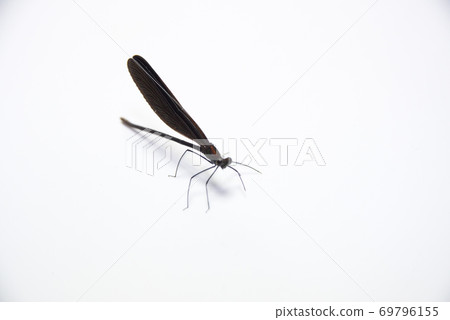 Atrocalopteryx蟬 69796155