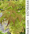 Maple  69796644