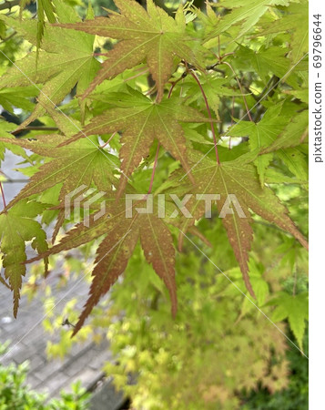 Maple Maple 69796644