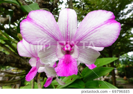 Close up of orchid flower blossom Close up of orchid flower blossom 69796885